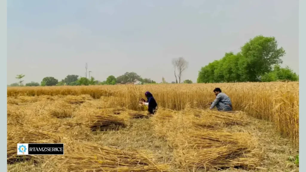 Wheat Rate in Pakistan